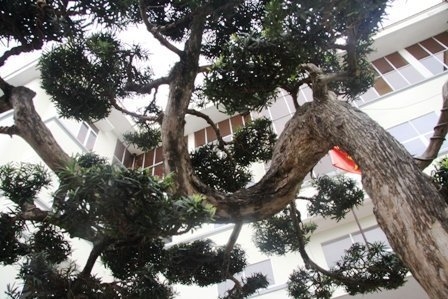 Bonsai, cay the, cây thế, triển lãm bonsai, trien lam bonsai